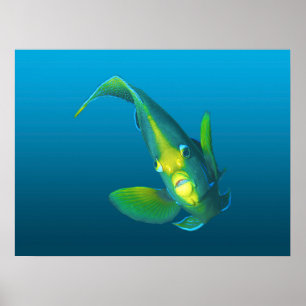 Angelfish - Elegance on gradient blue background Poster