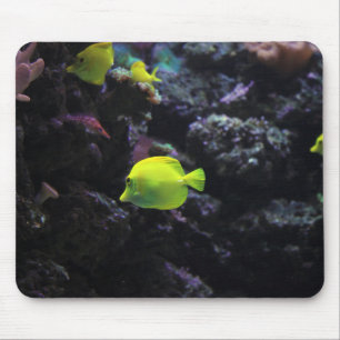 angelfish, fish, sea mouse pad