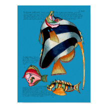 Angelfish on any background