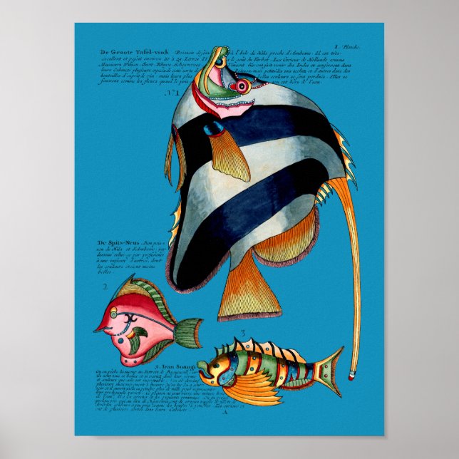 Angelfish on any background poster (Front)