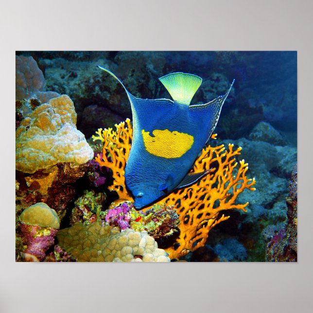 Angelfish picturesque in front of coral, Red Sea | Poster (Front)