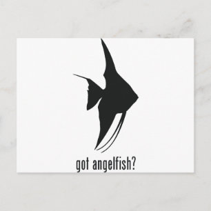 Angelfish Postcard