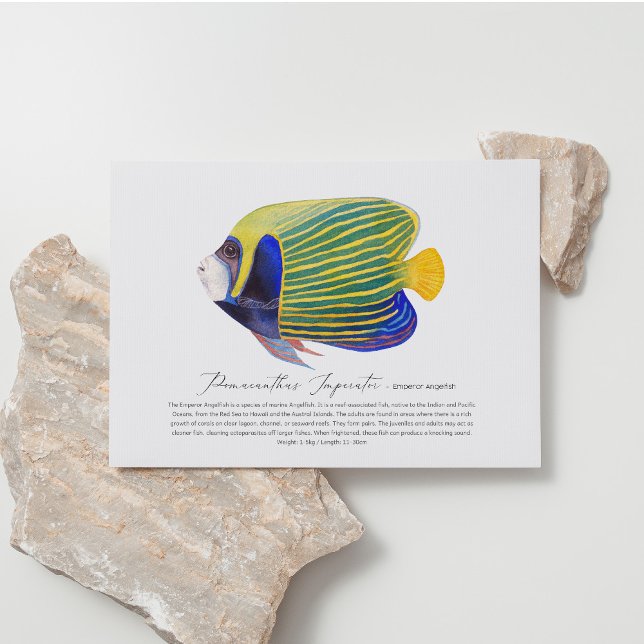 Angelfish Postcard (Creator Uploaded)