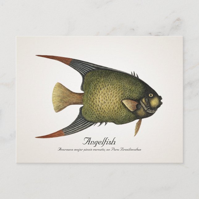 Angelfish Postcard - Style II (Front)