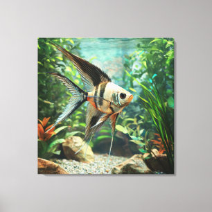 Angelfish swimming in freshwater aquarium  canvas print