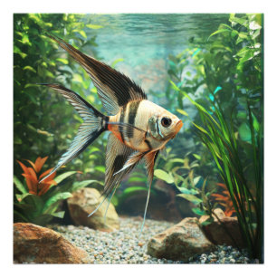 Angelfish swimming in freshwater aquarium photo print