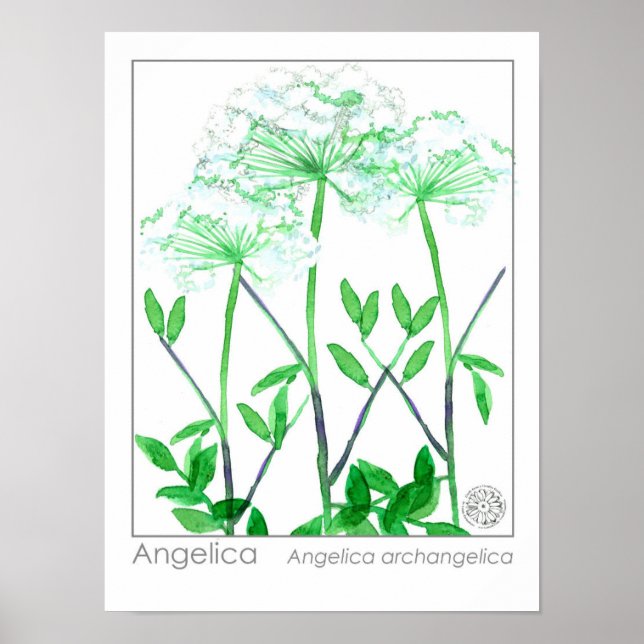 Angelica White Flowers Medicinal Herb Plant Poster (Front)