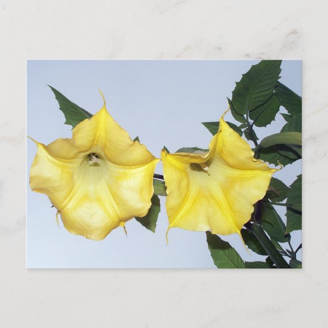 Angels Trumpet Brugmansia Postcard (Front)