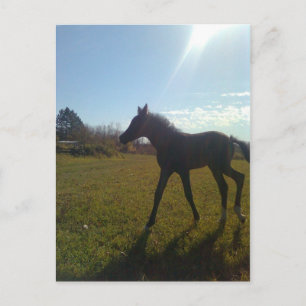 AngelsPhlyby Nite Postcard