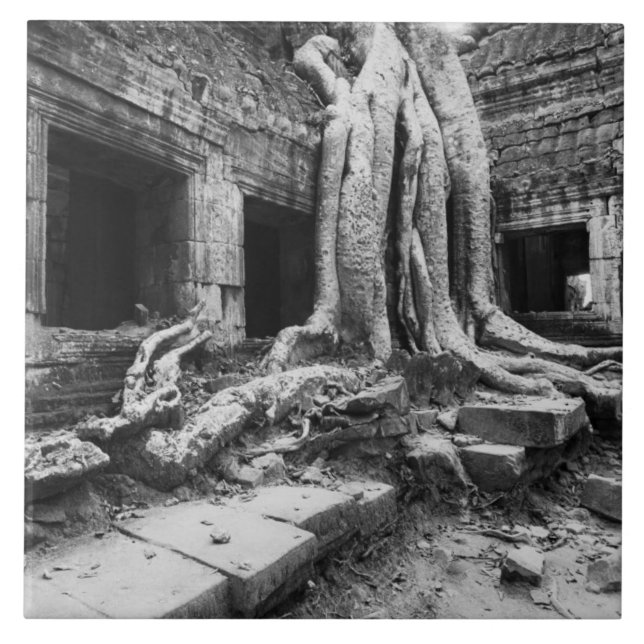 Angkor Cambodia, Ta Prohm Tree Tile (Front)
