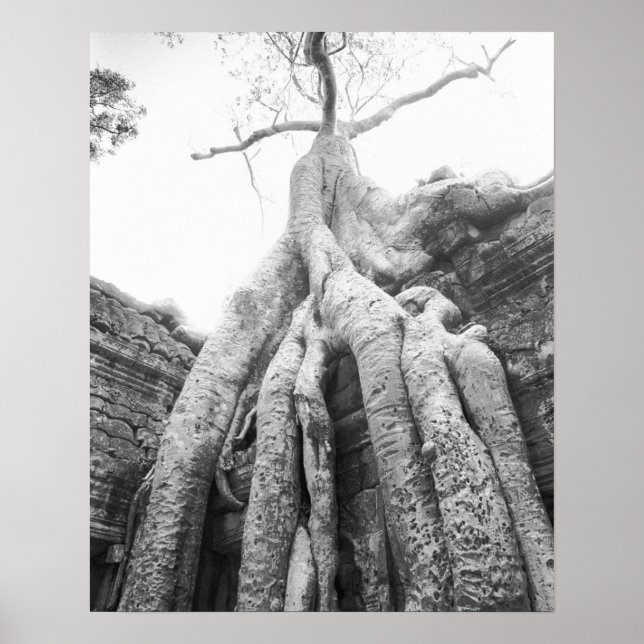 Angkor Cambodia, Tree Ta Prohm Poster (Front)