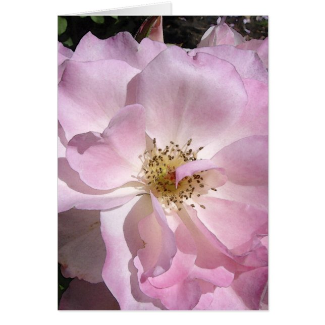 Angle Face Rose (Front)