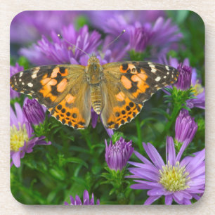 Angle Wing Butterfly On Cone Flower Coaster