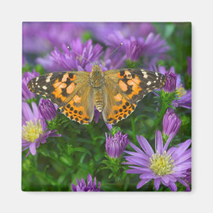Angle Wing Butterfly On Cone Flower Magnet