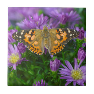 Angle Wing Butterfly On Cone Flower Tile