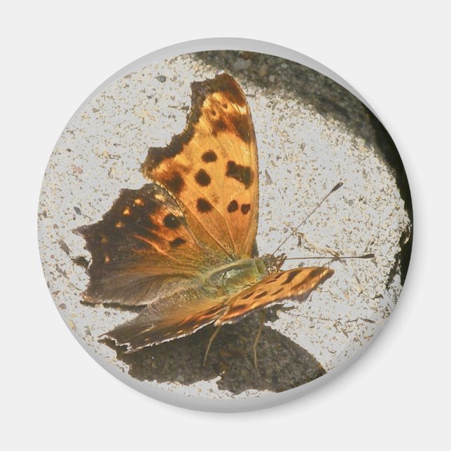 Angle Wing Comma Butterfly Magnet (Front)