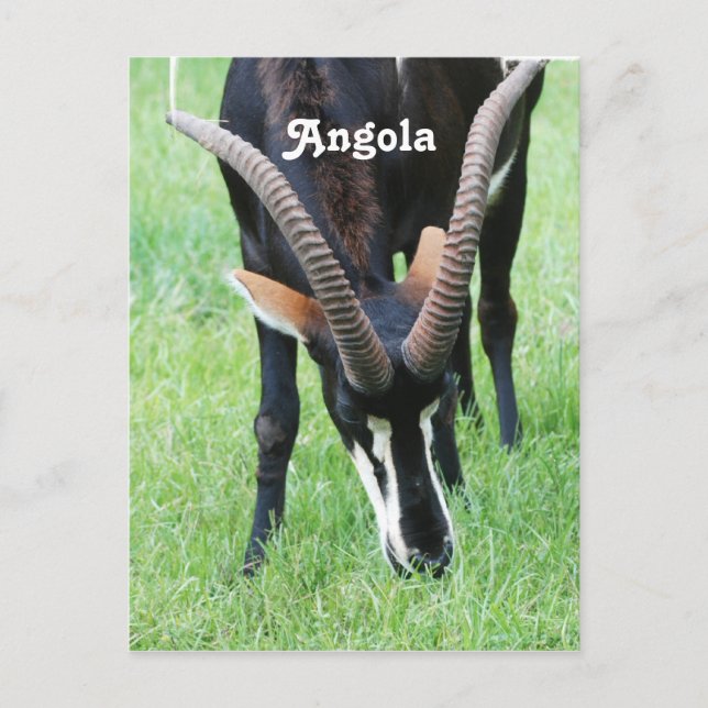 Angola Sable Antelope Postcard (Front)