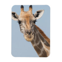 Angolan Giraffe Portrait