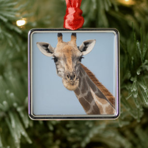 Angolan Giraffe Portrait Metal Tree Decoration