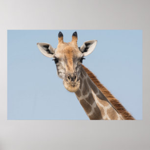Angolan Giraffe Portrait Poster