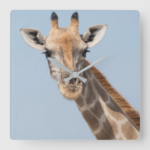 Angolan Giraffe Portrait Square Wall Clock