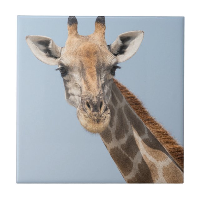 Angolan Giraffe Portrait Tile (Front)
