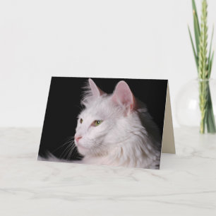 angora cat greeting card