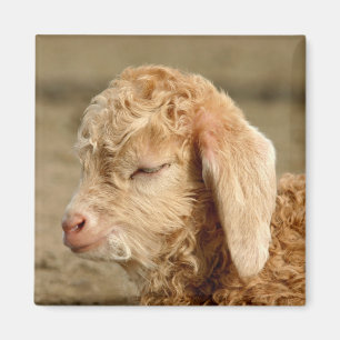 Angora Goat Kid - Magnet