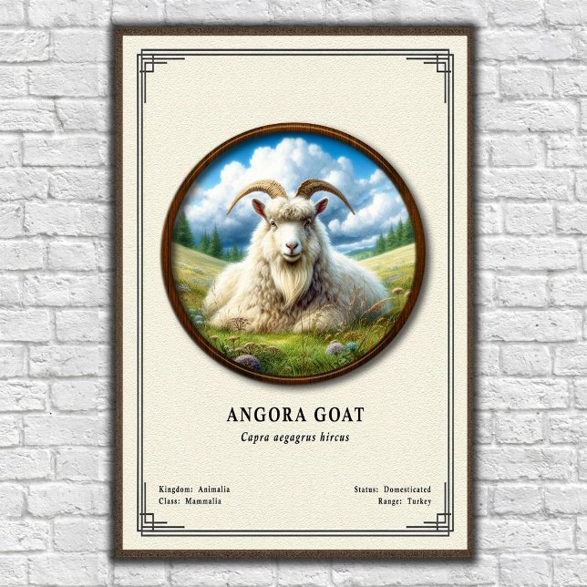 Angora Goat Zoology Series Poster (Creator Uploaded)