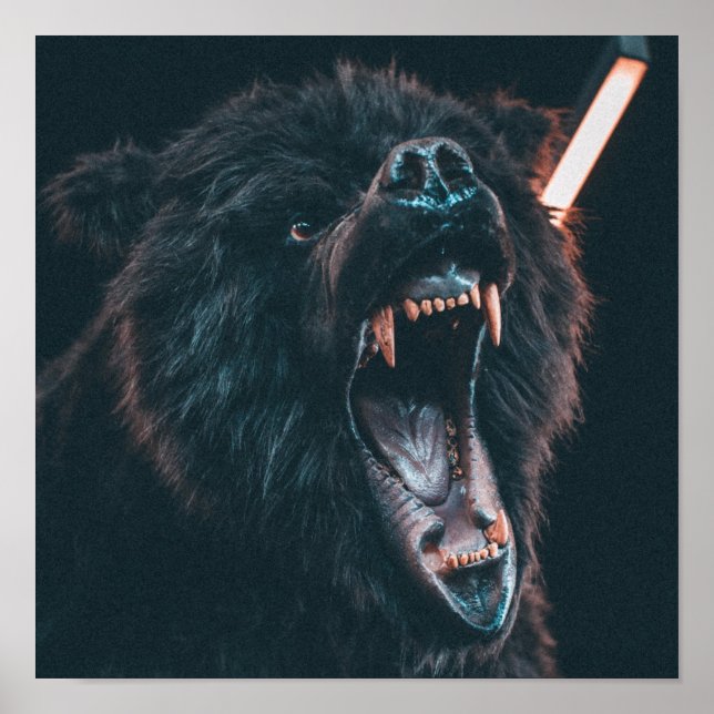 Angry Bear Teeth Black Bear Growl Poster (Front)