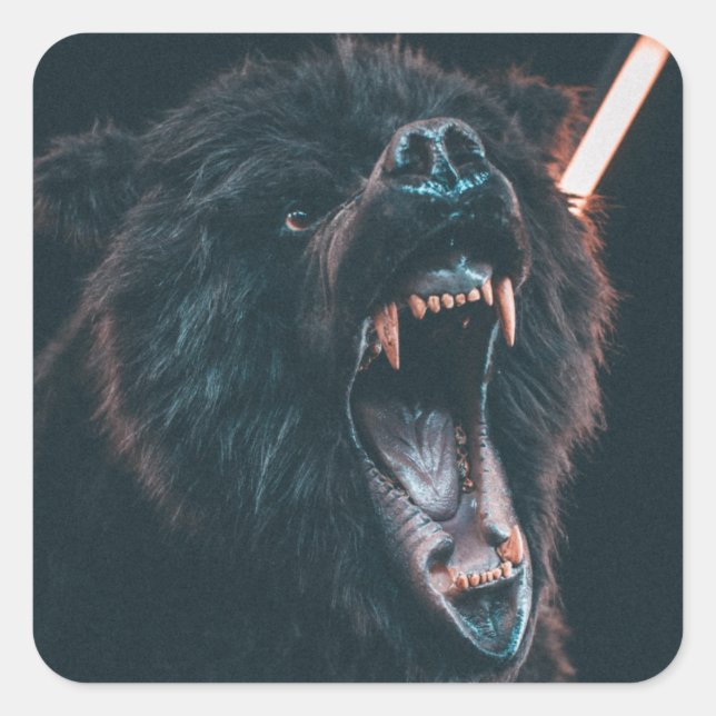 Angry Bear Teeth Black Bear Growl Square Sticker (Front)