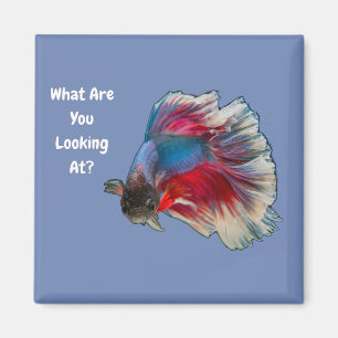 Angry Betta Fighting Fish What Are You Looking At? Magnet