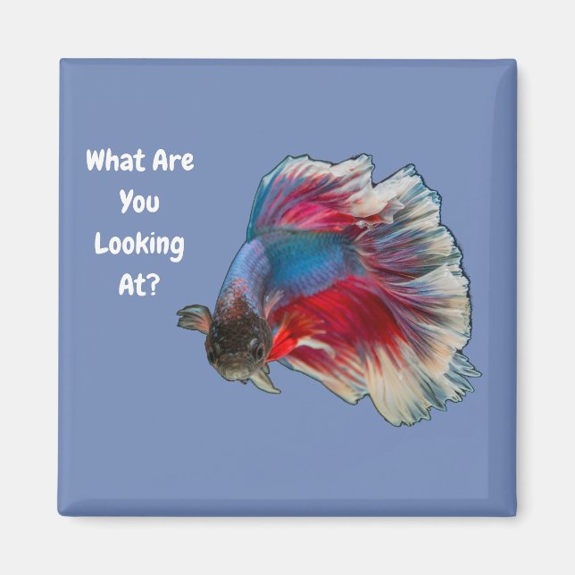 Angry Betta Fighting Fish What Are You Looking At? Magnet (Front)