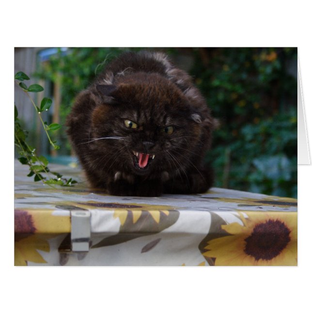 Angry Black Cat (Front Horizontal)
