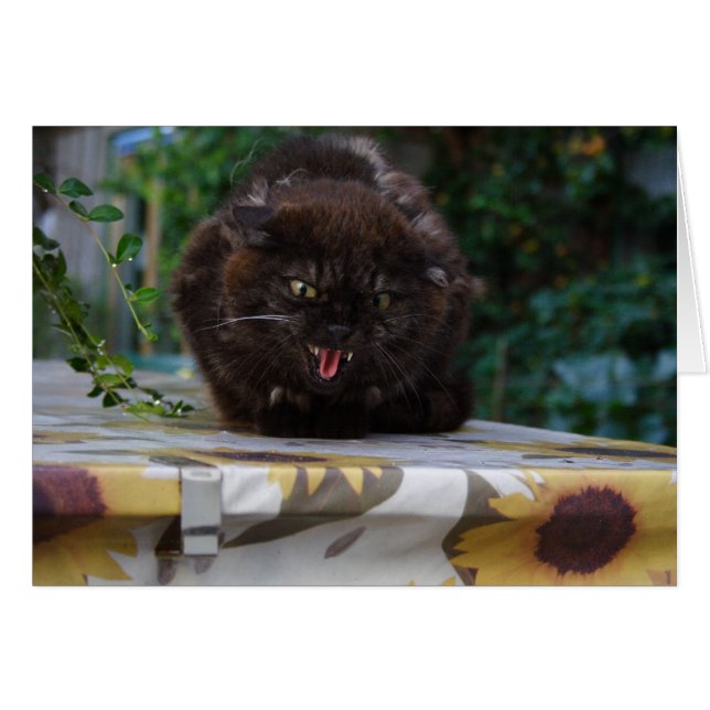 Angry Black Cat (Front Horizontal)
