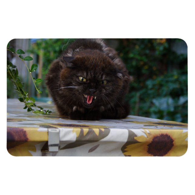 Angry Black Cat Magnet (Horizontal)