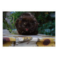 Angry Black Cat