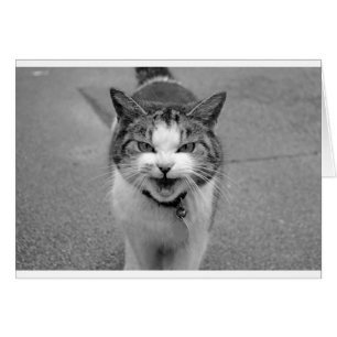 Angry Cat