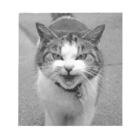 Angry Cat