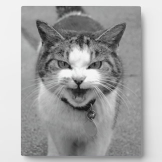 Angry Cat Plaque