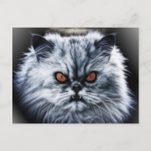 Angry Cat Postcard