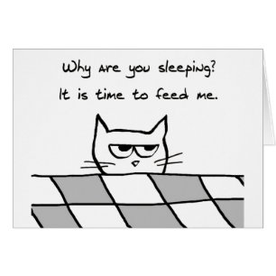 Angry Cat Wants You Out of Bed
