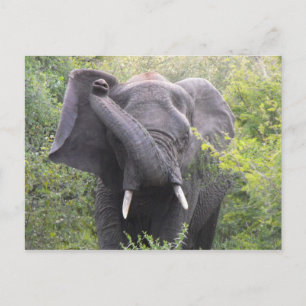 Angry Elephant Postcard