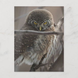 Angry Look Owl Postcard