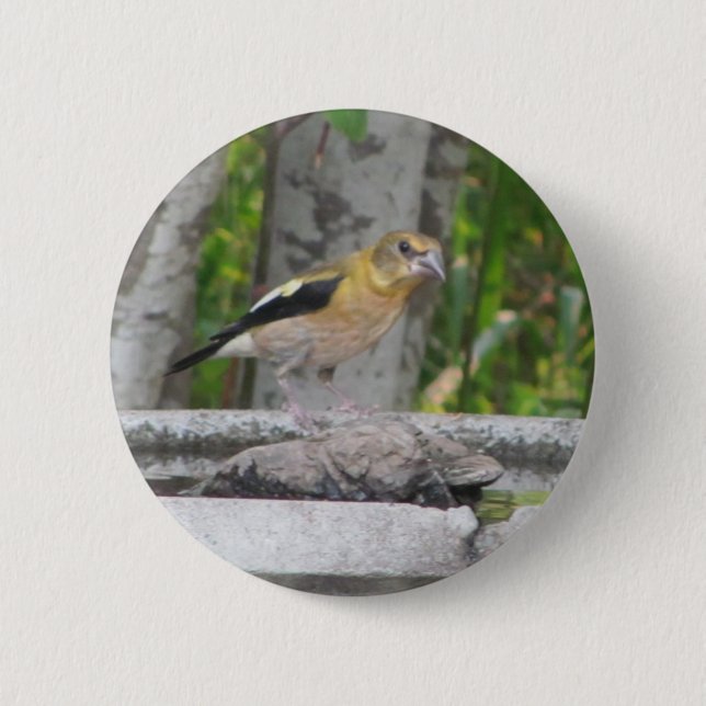 Angry Looking Bird 6 Cm Round Badge (Front)
