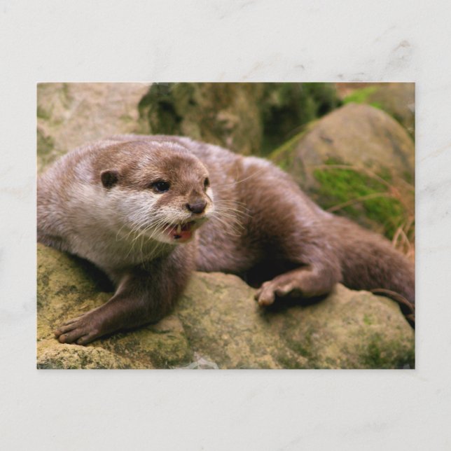 Angry Otter Postcard (Front)