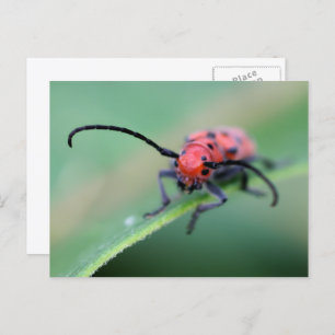 Angry Red Beetle Bug Nature Photography  Postcard