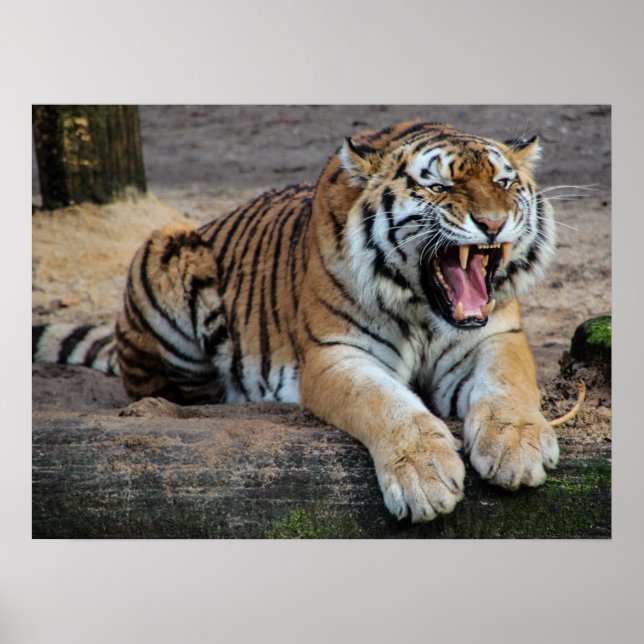 Angry Roaring Tiger Photo Poster (Front)
