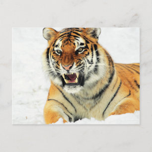 Angry tiger lying in snow postcard