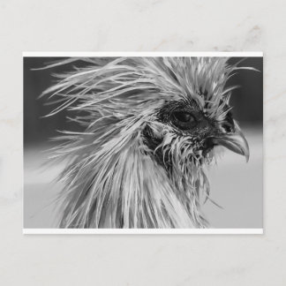 Angry Wet Silkie Chicken Postcard